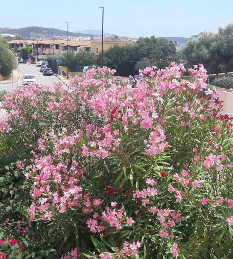 Raggio Di Sole - Olbia Lägenhet Italien